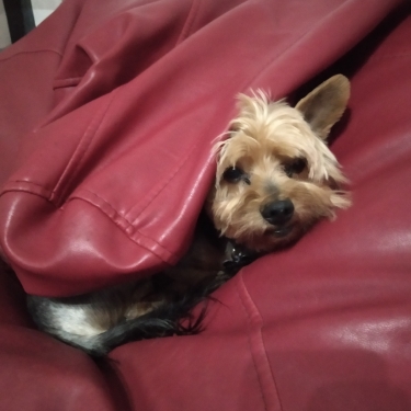 Giguito
