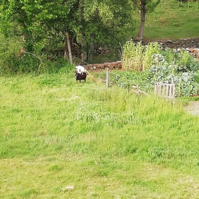 Antonieta Sofia lemo