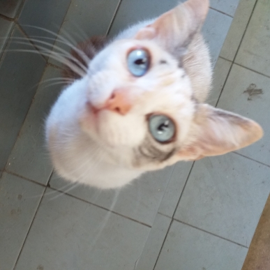 Aurea Oliveira Silva